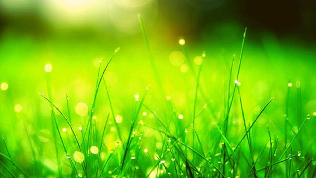 Should you trust the official racecourse going description