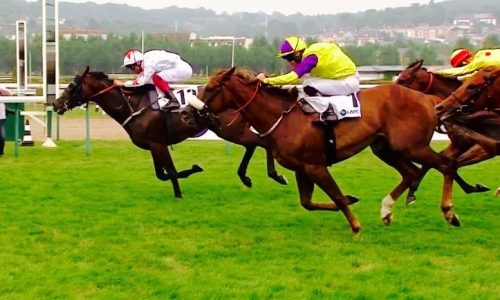 Betfair and Betdaq live streaming of pictures