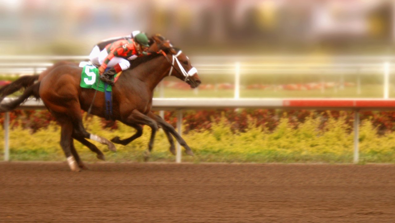 which trainers horses improve most from their debut run