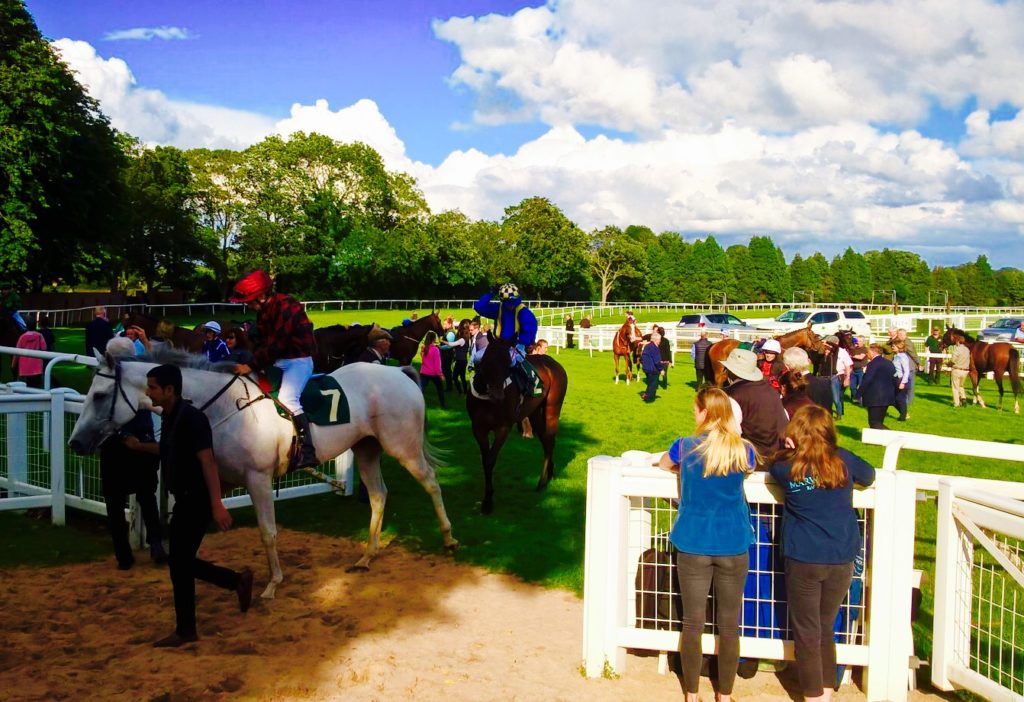 Horses after the race at Ripon