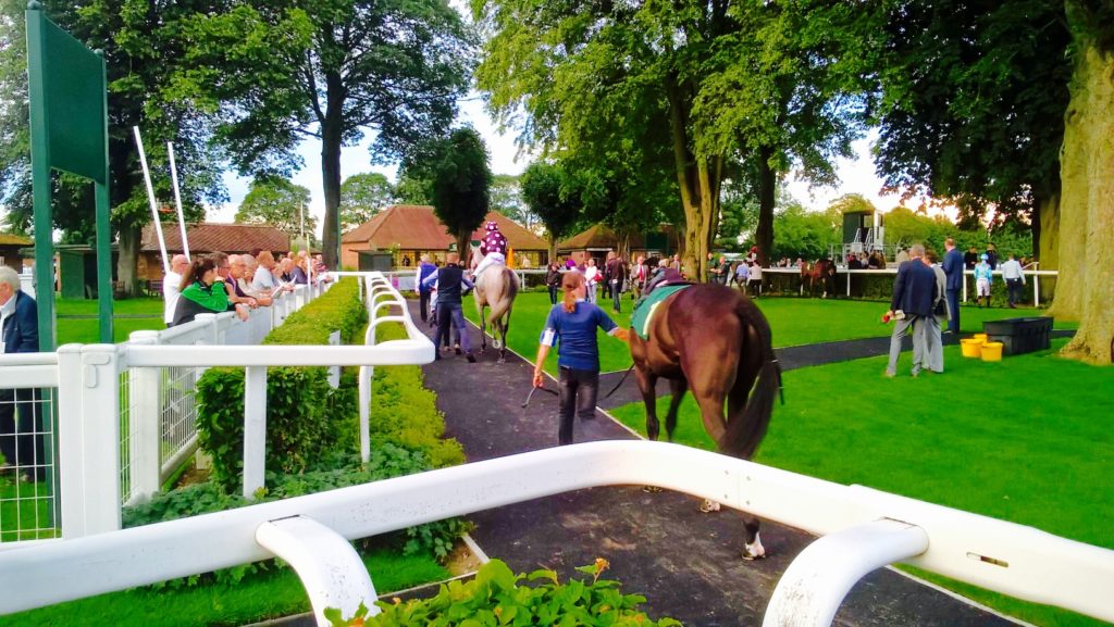 Horses pre race at Ripon