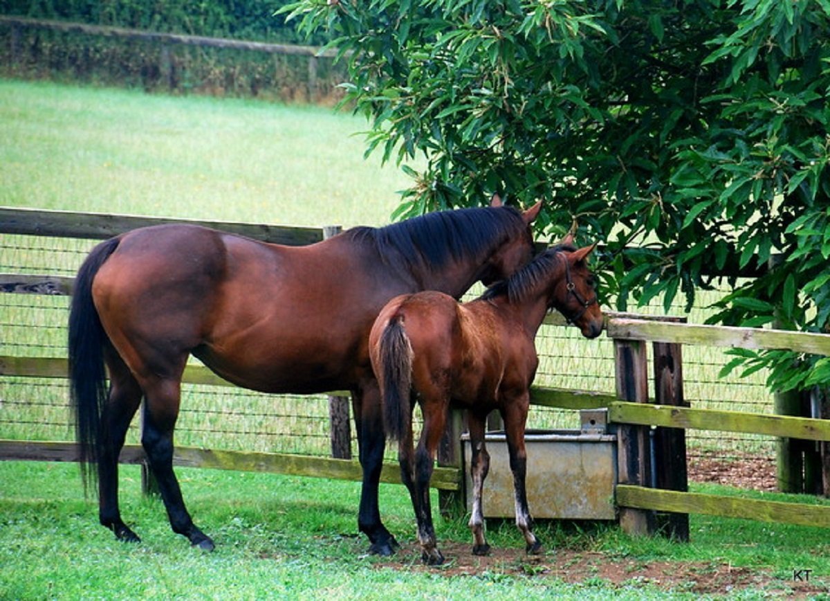 How does the racecourse going impact a horses chance of winning?