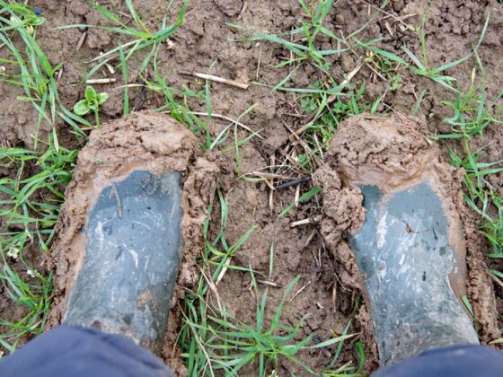 How does the Going Stick work in horse racing