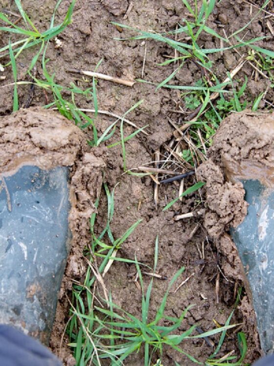 How does the Going Stick work in horse racing