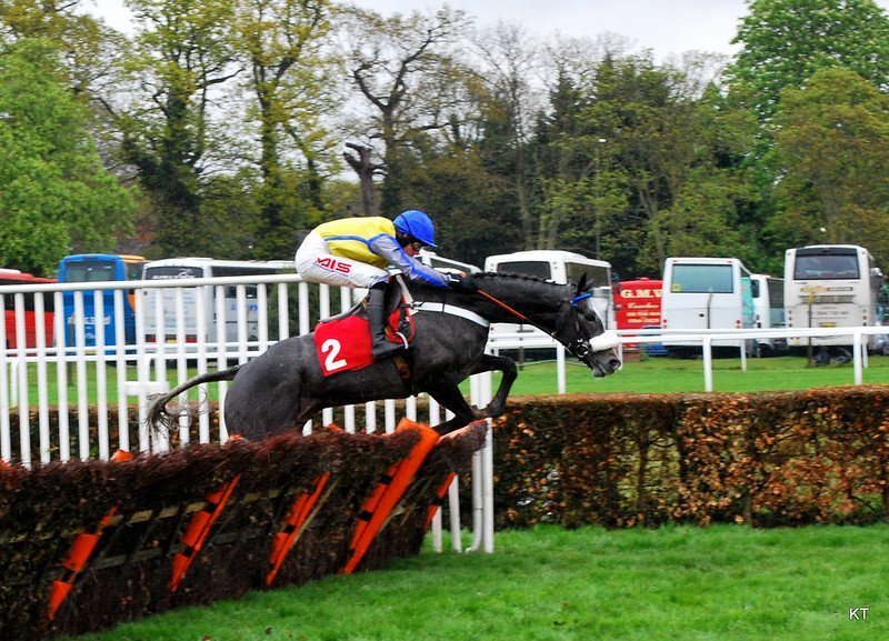 Horse racing headgear noseband