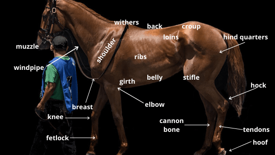 How to tell if a racehorse is fit