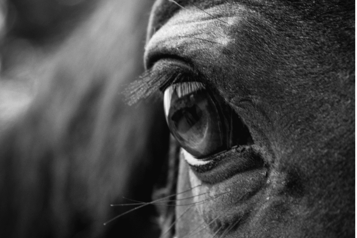 Horse Racing eyecatchers