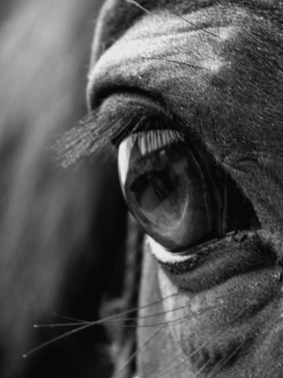 Horse Racing eyecatchers