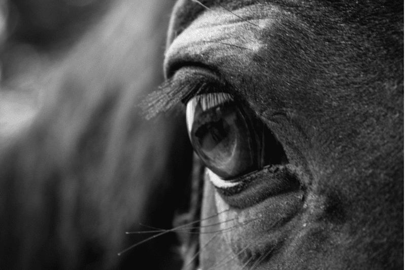 Horse Racing eyecatchers