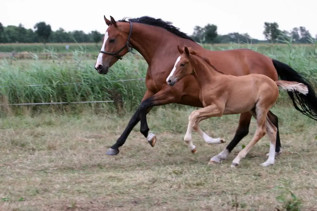 how to identify racehorses that are getting faster