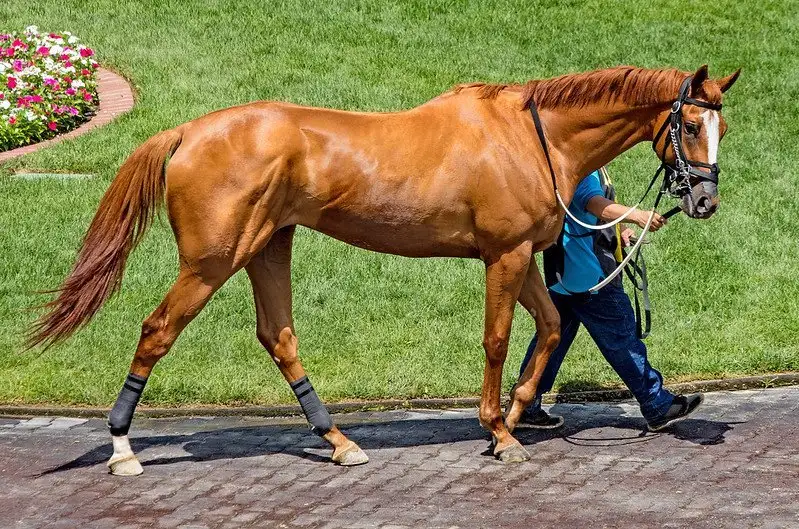 How to tell if a racehorse is fit