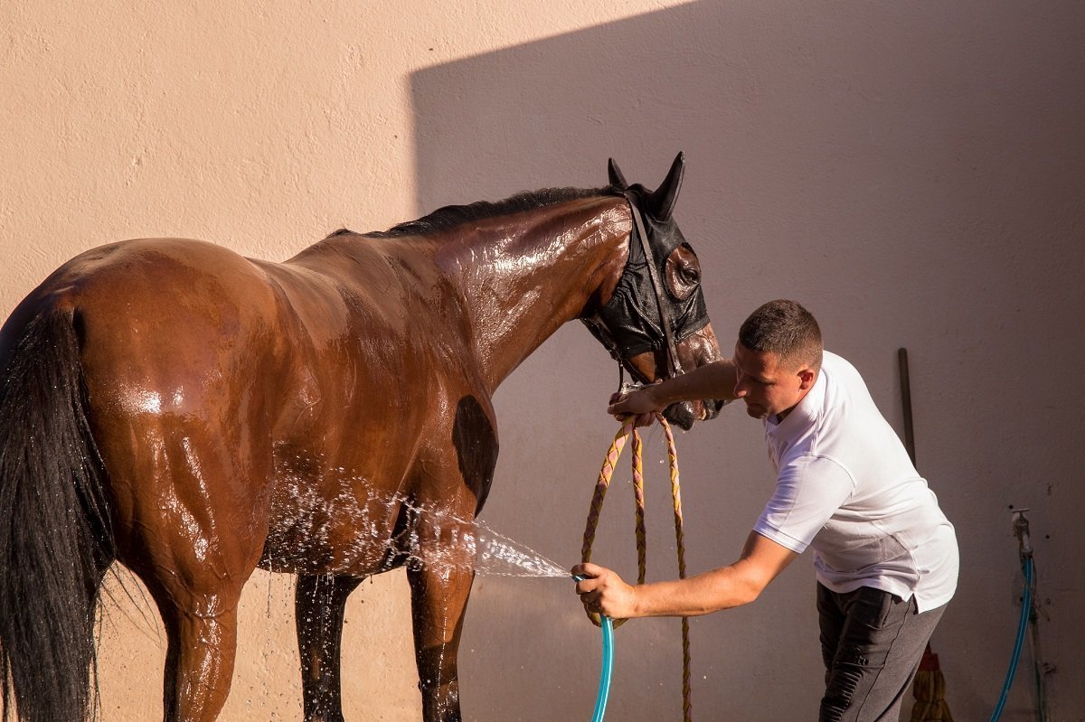 Why do racehorses sweat? Bet4bettor Horse Racing Advice & Blog