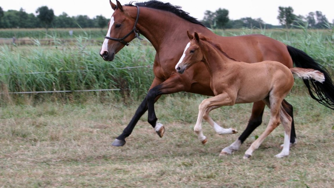 how to identify racehorses that are getting faster